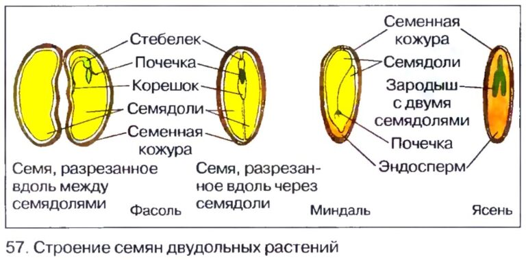 Семя. Плод.