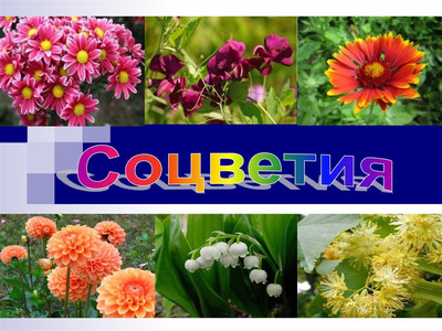 Тест Цветок. Соцветие.