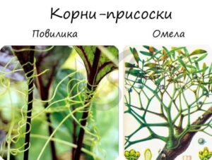 Клубеньки на корнях