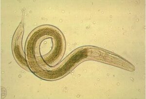 Острица (Enterobius vermicularis)