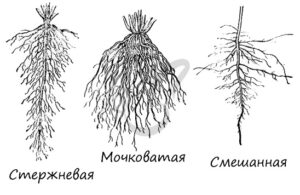 Зоны корня