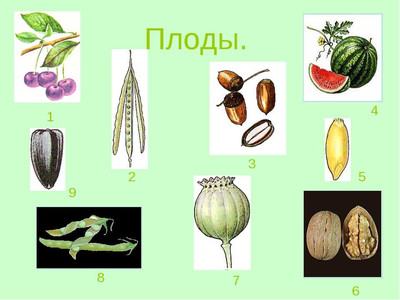 Тест. Плоды.