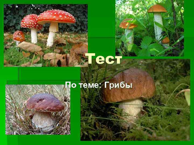 Тест. Грибы.