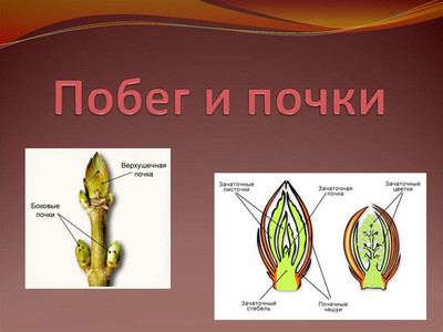 Тест. Побег. Почка.