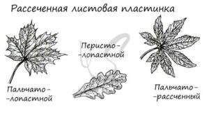 Рассеченная листовая пластина