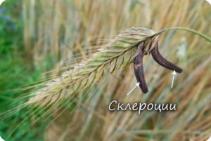 Грибы-паразиты