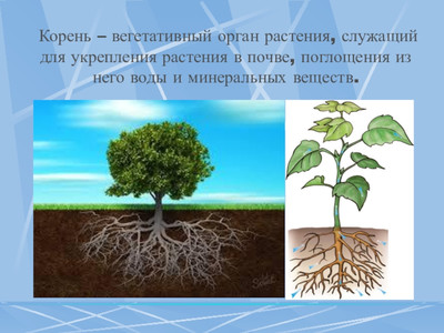 Тест. Корень - вегетативный орган растения. Часть 2.