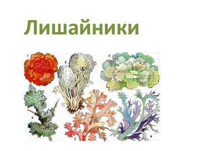 Тест. Лишайники.