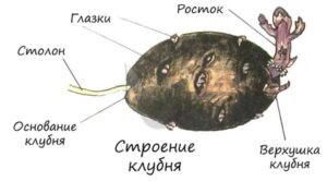 Клубнелуковица — укороченный видоизмененный побег