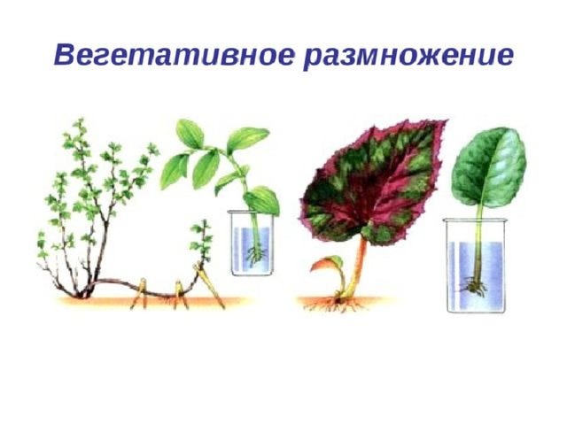 Тест. Вегетативное размножение растений