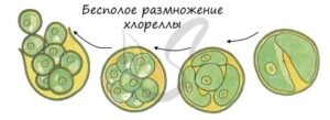 Хлорелла — одноклеточная зеленая водоросль без жгутиков