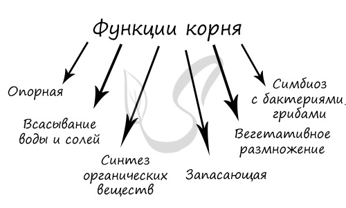 Корень — вегетативный орган растения