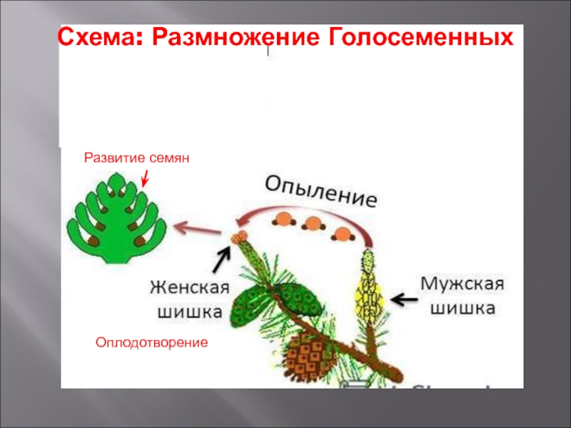 Размножение голосеменных растений. Видеоролик.