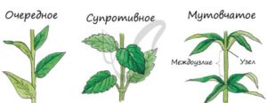 Листорасположение