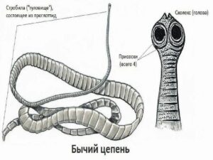Бычий цепень
