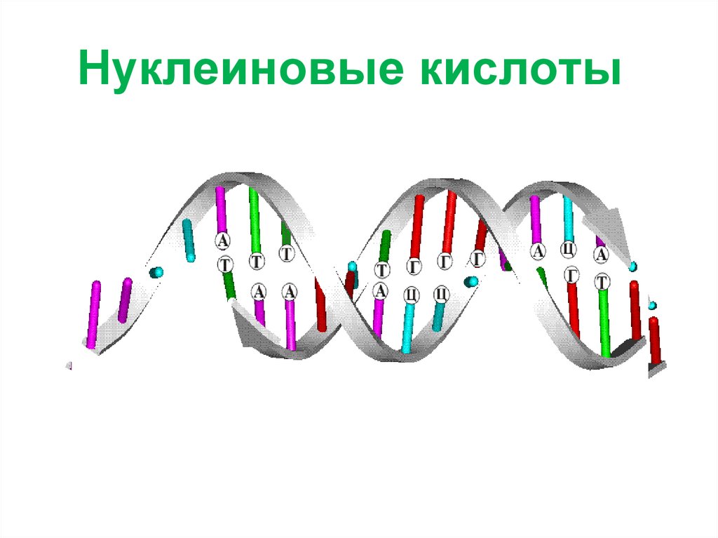 Нуклеиновые кислоты - Задача