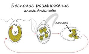 Бесполое размножение