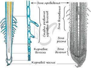 Внутреннее строение корня - ризодерма