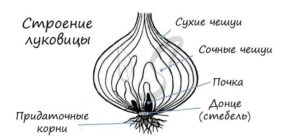 Луковица — видоизменный побег