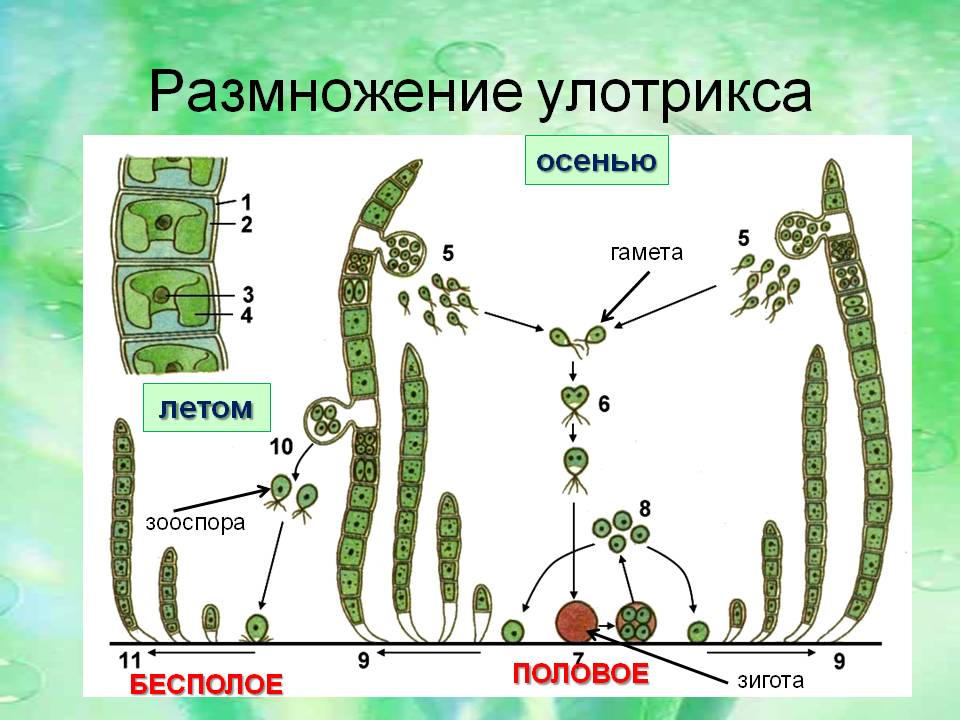 Размножение улотрикса. Видеоролик.