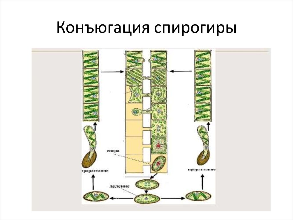 Конъюгация спирогиры. Видеоролик.