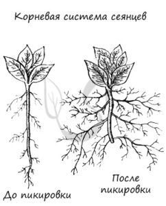 Корневое дыхание