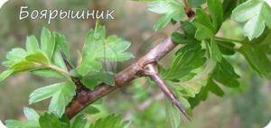 Колючки являются видоизменениями побега у боярышника