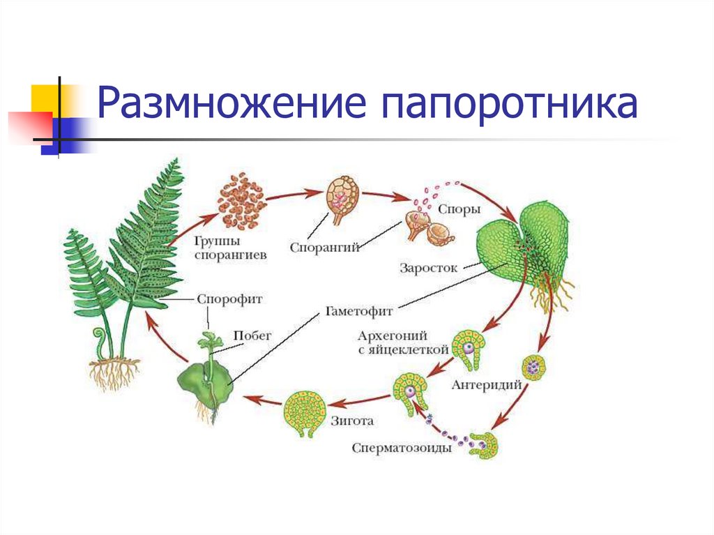 Размножение папоротников. Видеоролик.