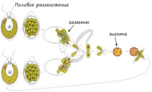 Половое размножение