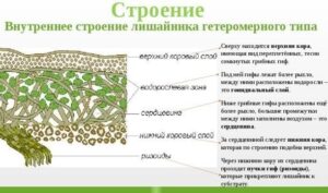 Строение лишайника гетеромерного типа