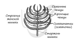 женский гаметофит