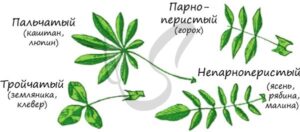 Форма листа