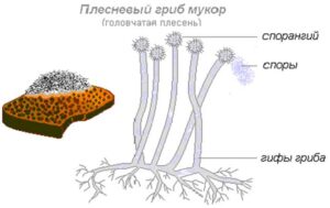 Царство Грибы