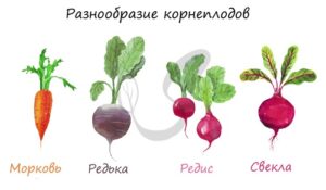 Разнообразие корнеплодов