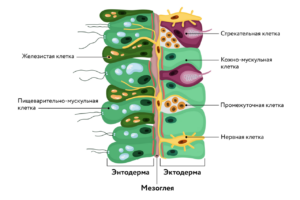Строение стенки тела гидры