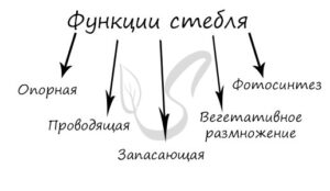Функции стебля