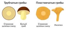 Шляпочные грибы