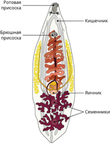 печеночный сосальщик