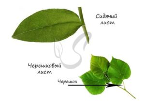 Прилистники