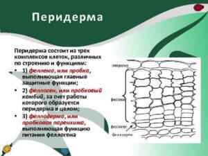 Вторичная покровная ткань, перидерма