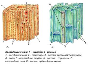 Основные ткани - паренхимы