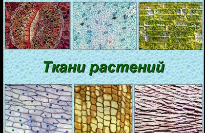 Тест. Ткани растений.