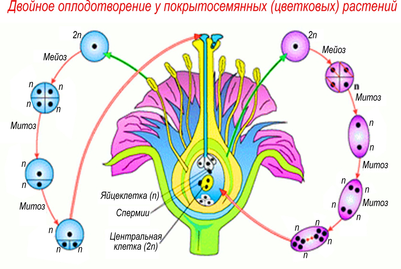 Двойное оплодотворение покрытосеменных растений. Видеоролик.