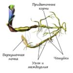Корневища подразделяются на длинные и короткие