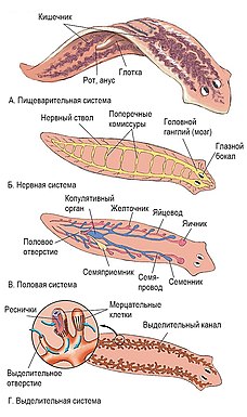Отличительные признаки системы внутренних органов плоских червей