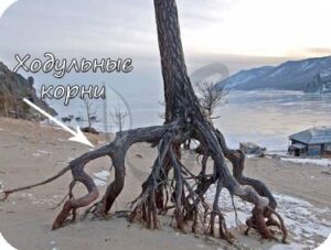 Корни-присоски