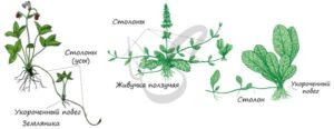 Кладодий — видоизмененный побег