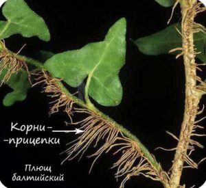 Корни прицепки или корни-зацепки