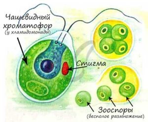 Хроматофор — органелла в клетке водоросли