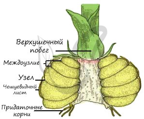 Надземные видоизменения побегов